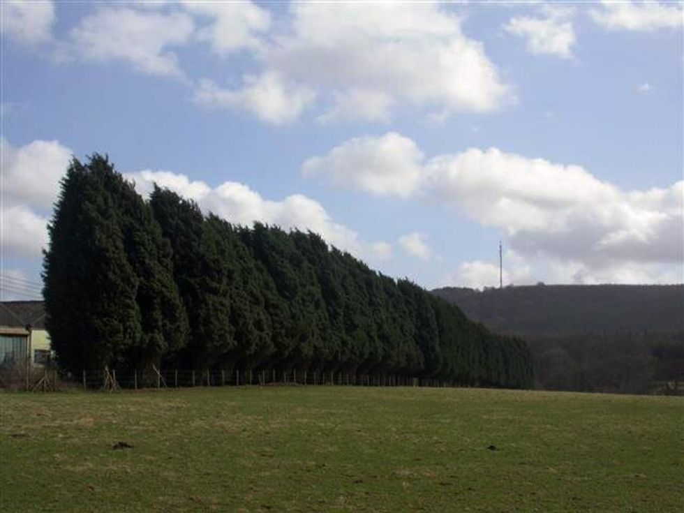 Leylandii trees