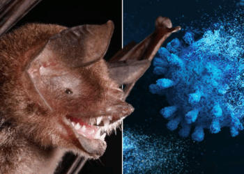 Pandemic fears as 'new coronavirus' found in bats in South America