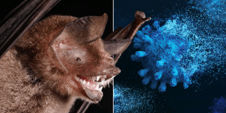 Pandemic fears as 'new coronavirus' found in bats in South America