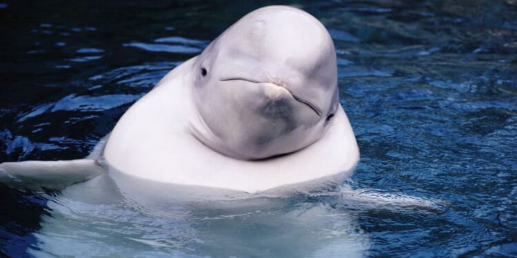 Sealife park threatens to ‘euthanise 30 whales’ in row with government | World | News