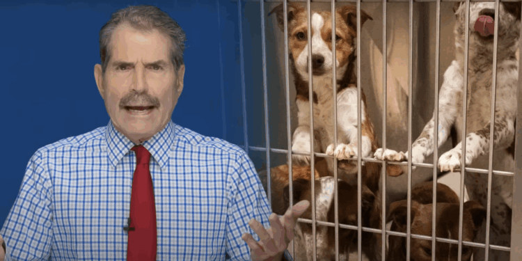 States are banning retail sales of dogs and cats. It's doing more harm than good.