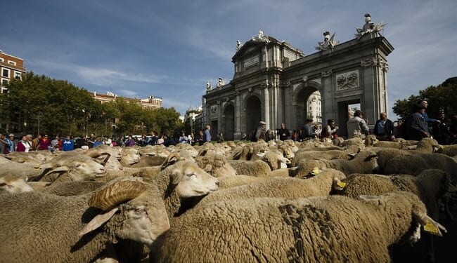 Streets of Madrid Jammed With Sheep, and That's Too Ba-a-a-ad – RedState