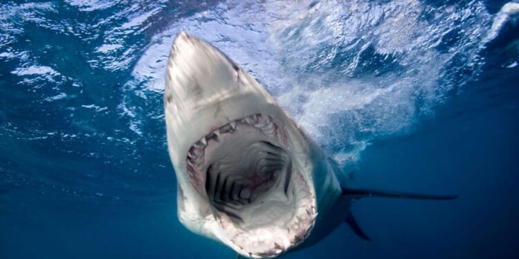 Teen left fighting for life after shark attack in Australia | World | News