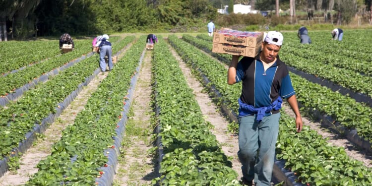 Trump's immigration crackdown is causing labor shortage