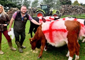 Two farmers paint St George's Cross on cows to 'back British farming' | UK | News