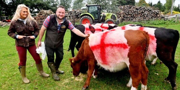 Two farmers paint St George's Cross on cows to 'back British farming' | UK | News