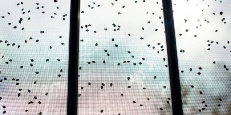 UK households urged to put leaves on their window sill | UK | News