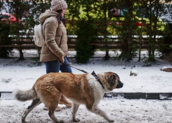 Vets share 4 crucial things to do to keep pet safe during darker months