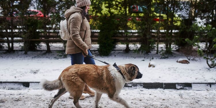 Vets share 4 crucial things to do to keep pet safe during darker months