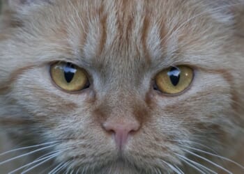 Neighbour row escalates as cat owner hit with £1,000 fine after pet trespasses into next-door's garden