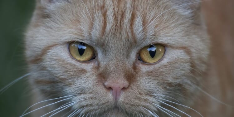 Neighbour row escalates as cat owner hit with £1,000 fine after pet trespasses into next-door's garden