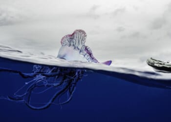 World’s most dangerous jellyfish washes up on popular British beach as urgent warning issued