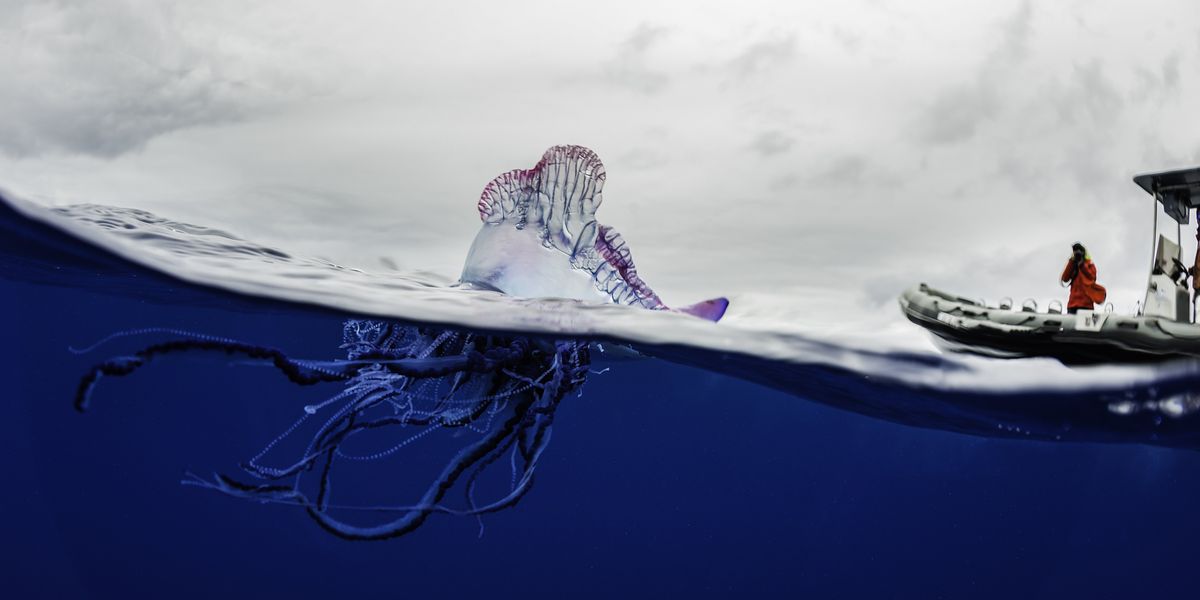 World’s most dangerous jellyfish washes up on popular British beach as urgent warning issued