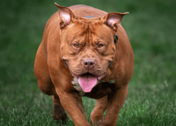 Dog which mauled nine-month-old baby to death was XL bully