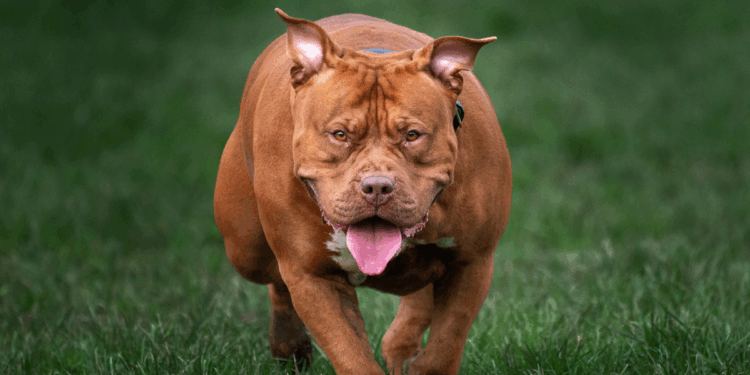 Dog which mauled nine-month-old baby to death was XL bully