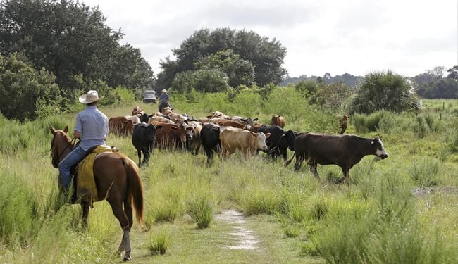 What’s the Beef? Trump Wants Short Term Fixes; Long Term Fixes Are Much More Difficult – RedState