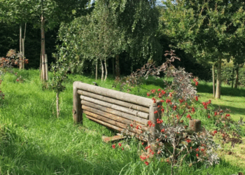 Brazen theft of Remembrance event trees leaves community despairing over ‘stealing from the dead’