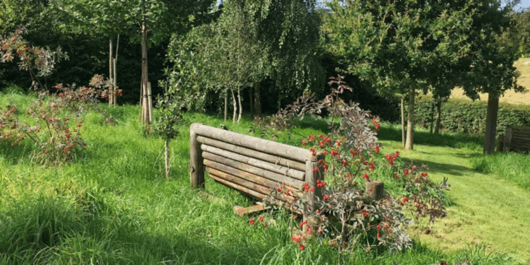 Brazen theft of Remembrance event trees leaves community despairing over ‘stealing from the dead’