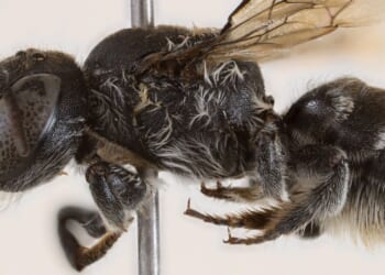 Scientists discover new bee species with tiny horns — and it has suitably devilish name