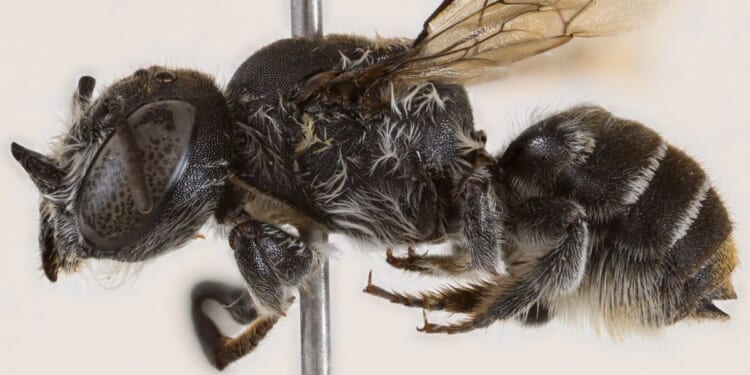 Scientists discover new bee species with tiny horns — and it has suitably devilish name