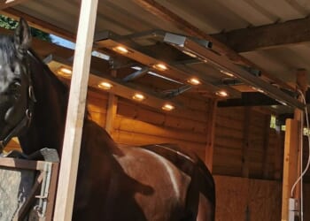 Stoke-on-Trent resident blames 'eyesore' shed for killing her hedge