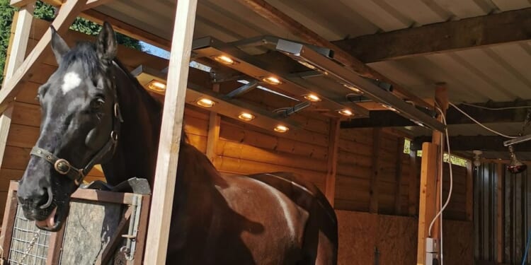 Stoke-on-Trent resident blames 'eyesore' shed for killing her hedge