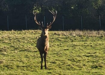 'Lovely stag' decapitated in Irish park after trespassers invade enclosure
