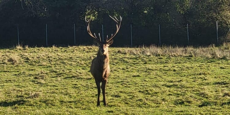 'Lovely stag' decapitated in Irish park after trespassers invade enclosure