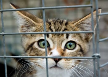 A pet food pantry in New York won't solve the city's shelter crisis