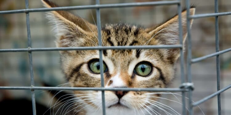 A pet food pantry in New York won't solve the city's shelter crisis