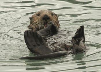 Baby Otter's Screechy Rescue Ends With Happy Reunion – RedState
