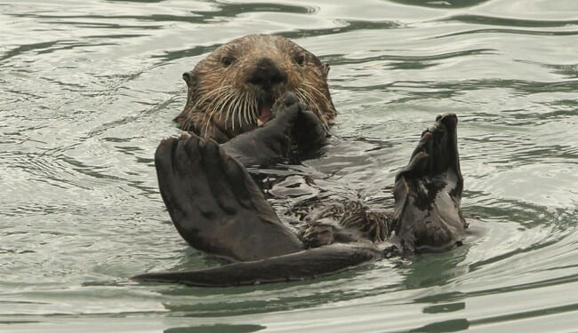 Baby Otter's Screechy Rescue Ends With Happy Reunion – RedState