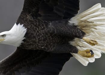 Bald Eagle Hurls Cat at Unsuspecting Motorist – RedState