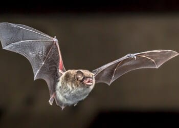 Bats welcome in churches — if they don’t cause damage