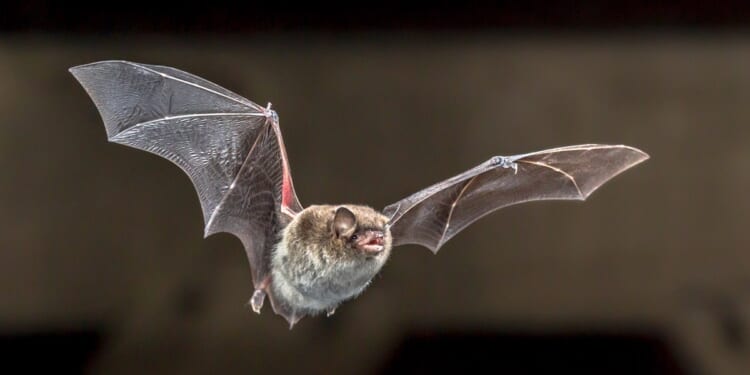 Bats welcome in churches — if they don’t cause damage