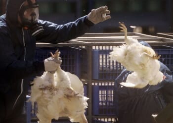 Bird flu outbreak fears as 'highly pathogenic' case found near UK village | UK | News