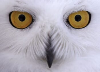 Chicago's North Side Now Buzzing With Snowy Owl Sightings – RedState