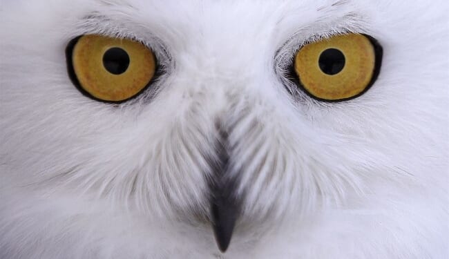 Chicago's North Side Now Buzzing With Snowy Owl Sightings – RedState