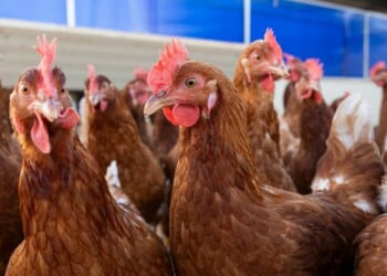 First human death from rare H5N5 bird flu strain confirmed in US | World | News