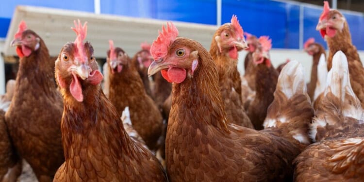 First human death from rare H5N5 bird flu strain confirmed in US | World | News