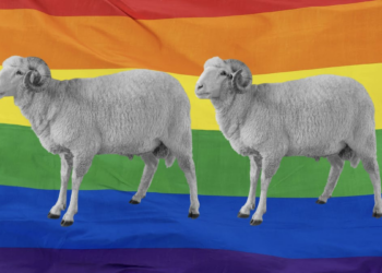 Garments Spun From ‘Gay Sheep’ Receive An NYC Fashion Debut