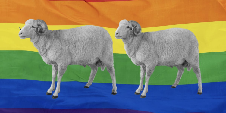 Garments Spun From ‘Gay Sheep’ Receive An NYC Fashion Debut