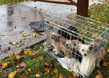 Heartbreak as seven puppies cruelly abandoned in a cage during UK storm | UK | News