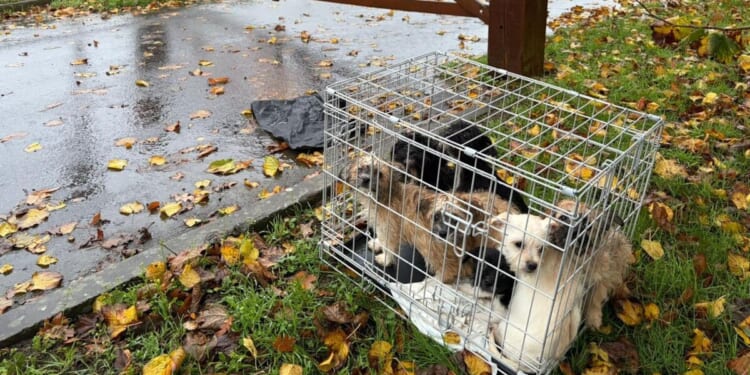 Heartbreak as seven puppies cruelly abandoned in a cage during UK storm | UK | News