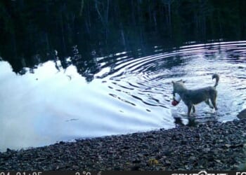 Hungry like the wolf: watch extraordinary moment wild beast goes fishing | World | News