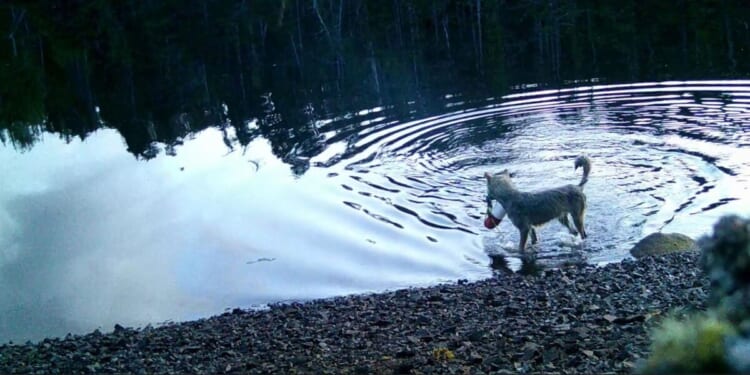 Hungry like the wolf: watch extraordinary moment wild beast goes fishing | World | News