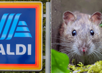 Kent store forced to 'immediately close' after RAT jumps out in front of horrified shoppers