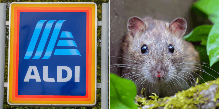 Kent store forced to 'immediately close' after RAT jumps out in front of horrified shoppers