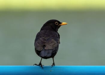 Monty Don issues 'don't warning to gardeners feeding birds | UK | News