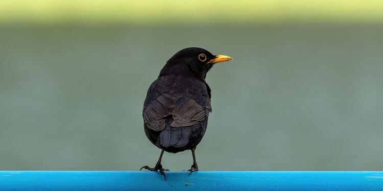 Monty Don issues 'don't warning to gardeners feeding birds | UK | News
